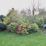 Duenenrose *